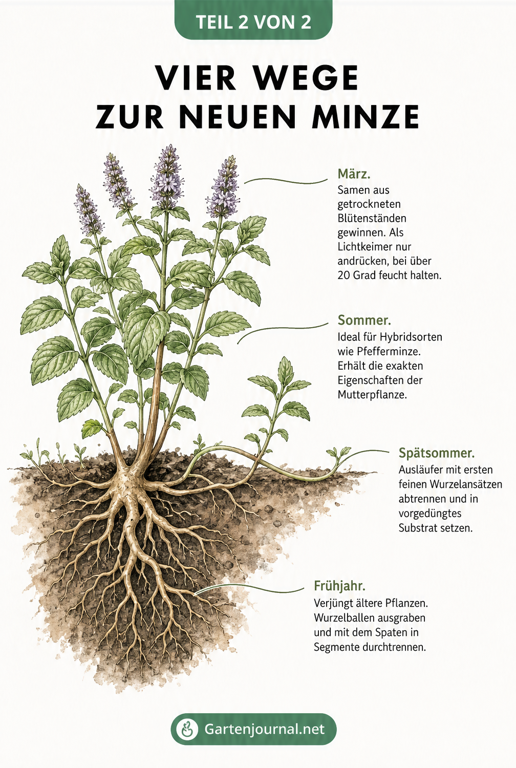 Botanische Querschnitts-Illustration einer Minzpflanze, die vier Vermehrungsmethoden zeigt: Aussaat, Stecklinge, Ableger und Teilung.