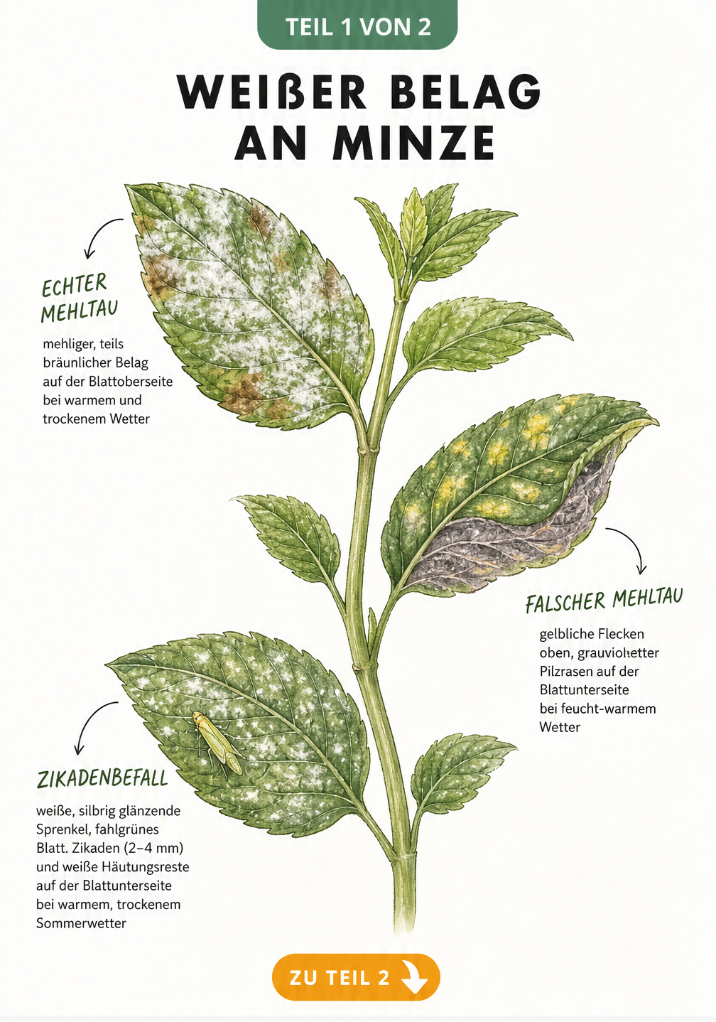 Botanische Illustration von Minzblättern mit weißem Belag durch Echten Mehltau, Falschen Mehltau und Zikadenbefall