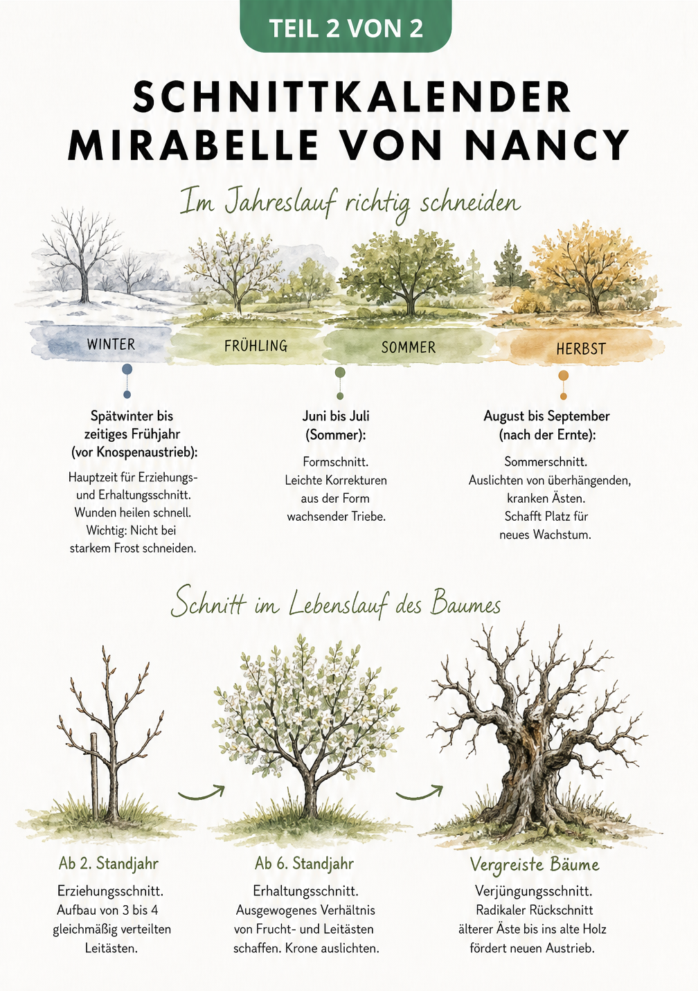 Schnittkalender für die Mirabelle von Nancy mit Jahreszeiten und Lebensphasen des Baumes