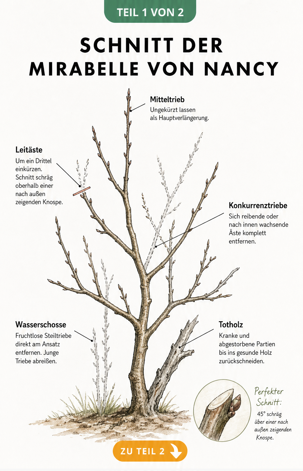 Botanische Illustration eines Mirabellen-Astsystems mit Markierungen für den korrekten Schnitt von Mitteltrieb, Leitästen und Wasserschossen