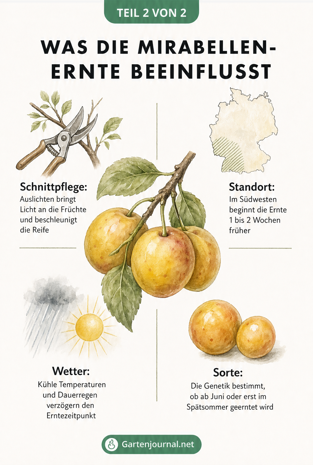 Illustration der Faktoren, die die Mirabellen-Ernte beeinflussen: Schnittpflege, Standort, Wetter und Sorte