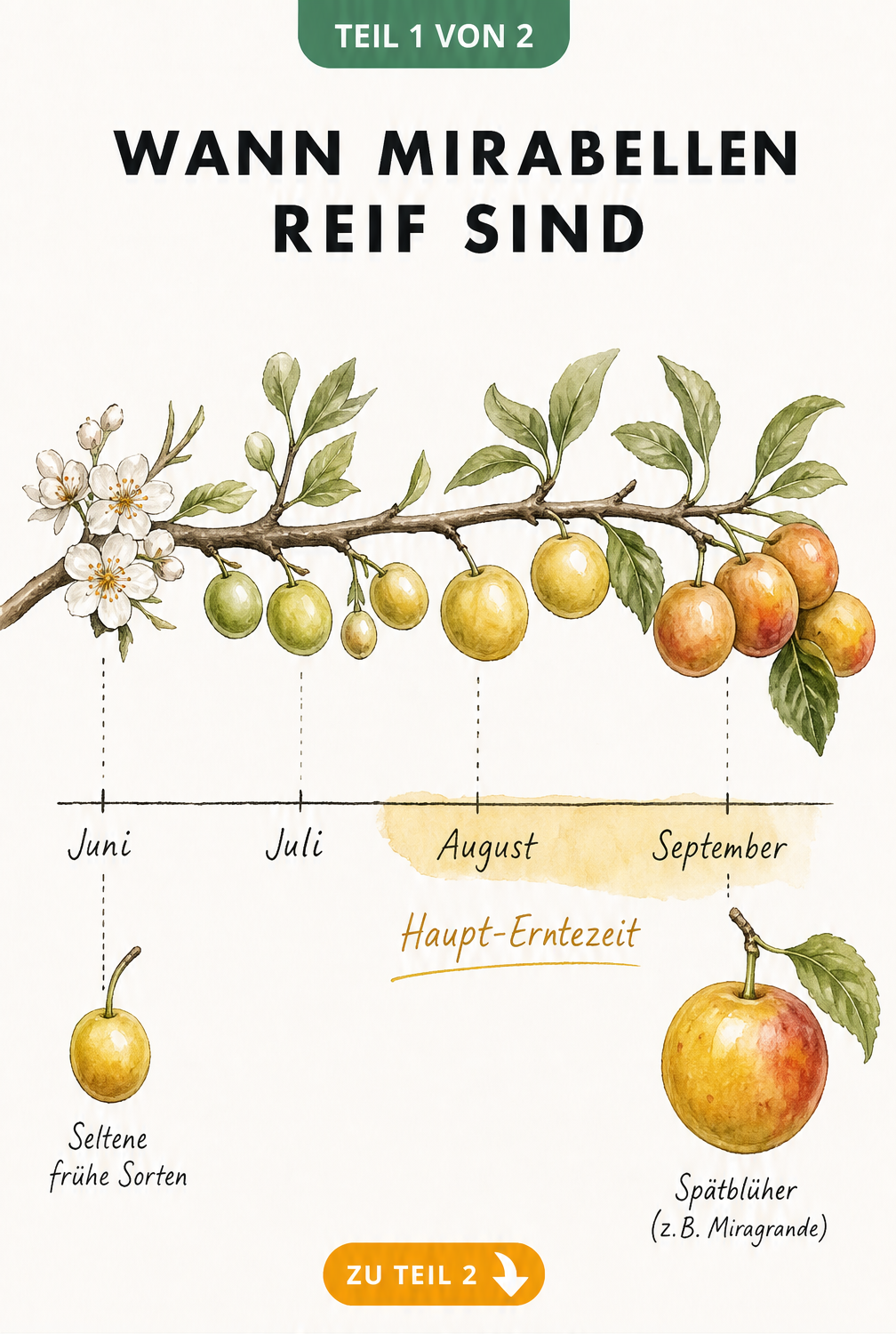 Zeitstrahl der Mirabellen-Erntezeit von Juni bis September mit Fokus auf die Haupt-Erntezeit im August und September