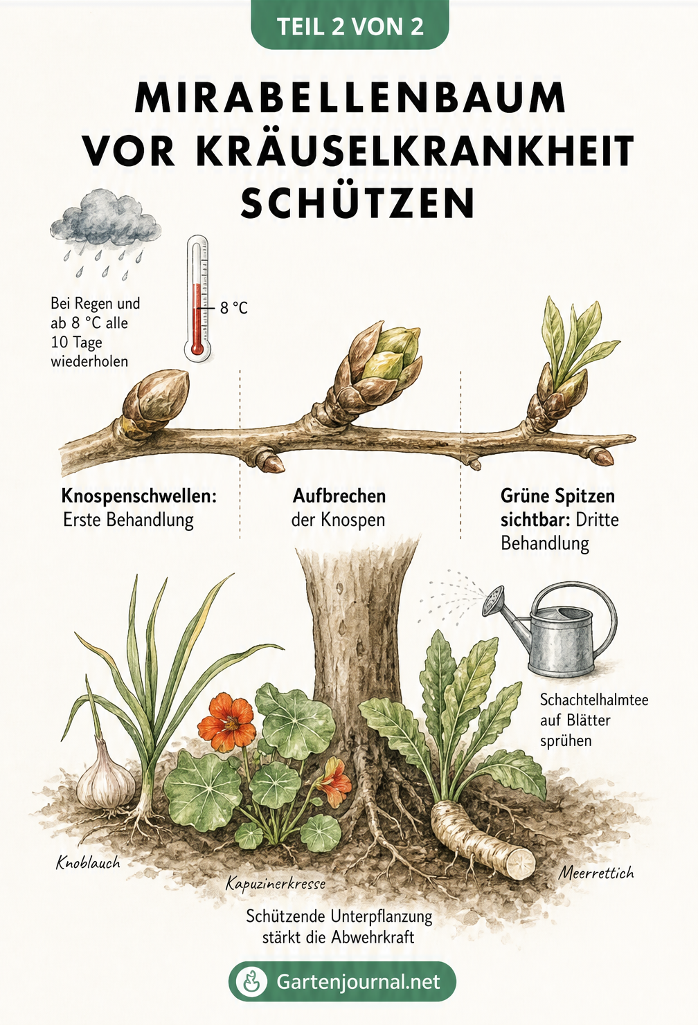 Zeitstrahl in Form eines Mirabellenzweigs, der die drei Behandlungszeitpunkte gegen die Kräuselkrankheit im Frühjahr sowie schützende Unterpflanzung zeigt.