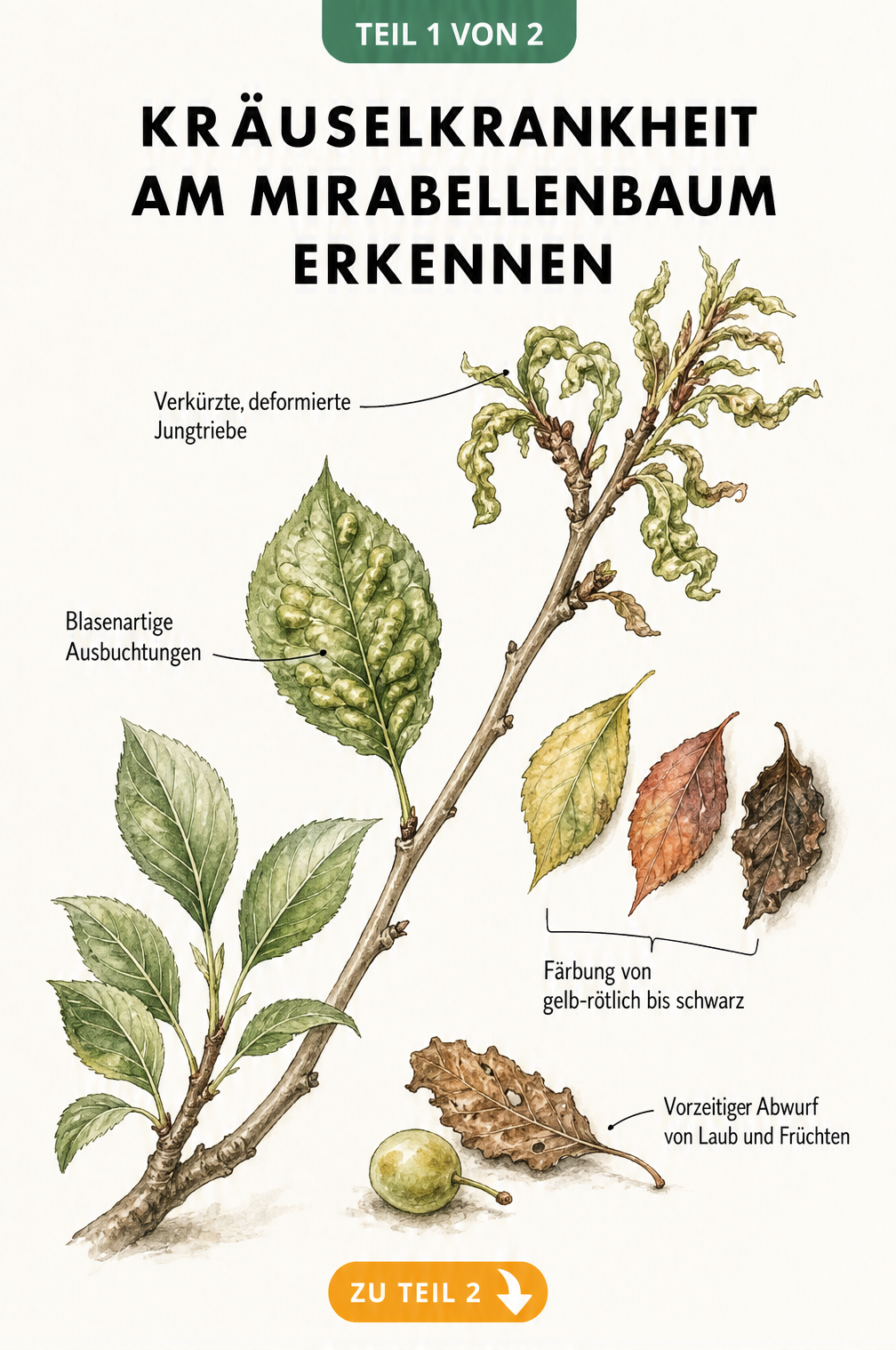 Botanische Illustration eines Mirabellenastes, die die Symptome der Kräuselkrankheit wie verkrüppelte Triebe, blasenartige Ausbuchtungen und verfärbte Blätter...