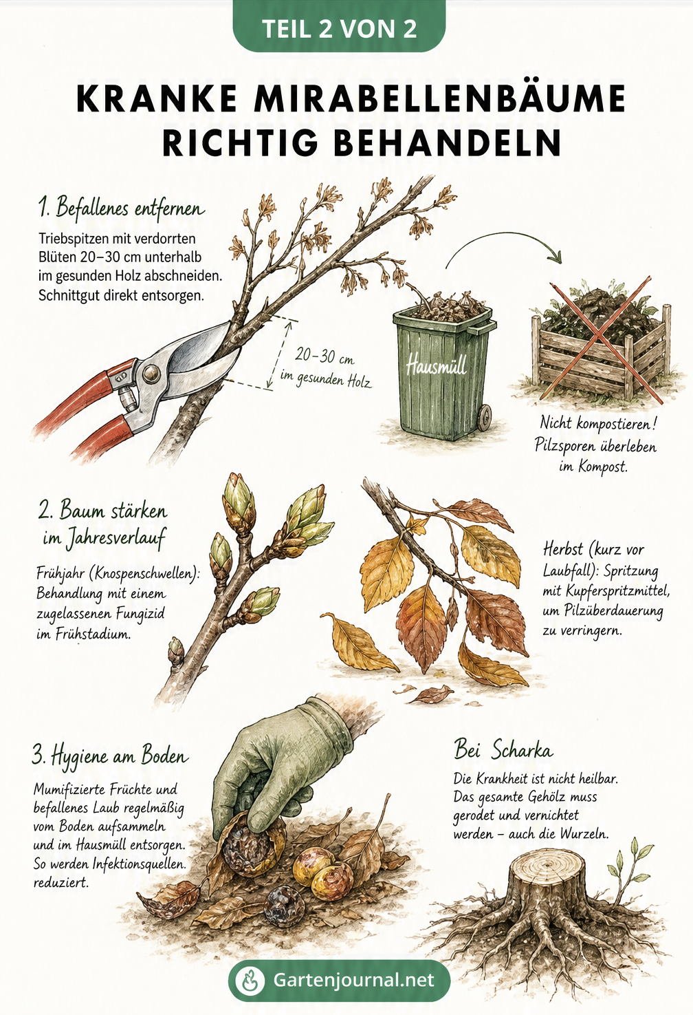 Illustration zur Behandlung von Mirabellenbaum-Krankheiten: Astschnitt unterhalb der verdorrten Spitze, Entsorgung im Hausmüll, Fungizid-Einsatz im Frühjahr...