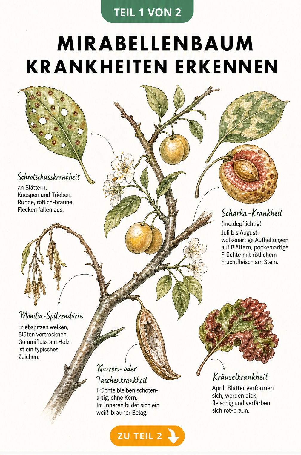 Botanische Illustration von Mirabellenbaum-Krankheiten wie Schrotschusskrankheit, Monilia-Spitzendürre, Narrenkrankheit, Scharka und Kräuselkrankheit an...