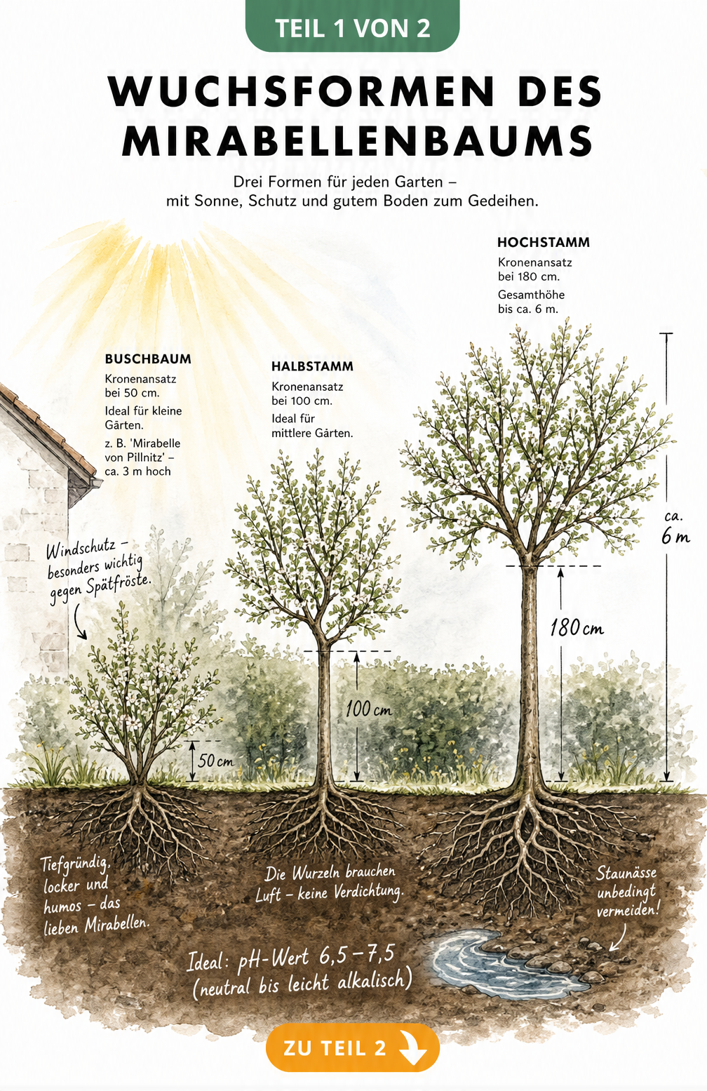 Illustration der Wuchsformen eines Mirabellenbaums als Buschbaum, Halbstamm und Hochstamm mit Wurzelwerk und Bodenansprüchen