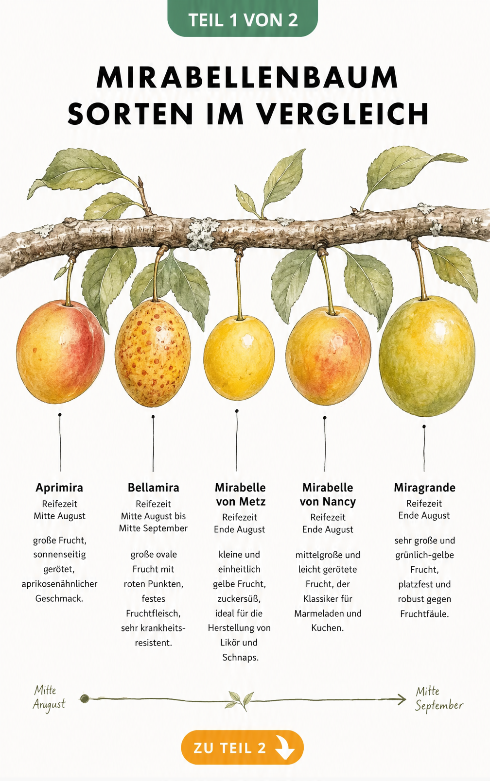 Botanische Illustration von fünf Mirabellensorten mit Reifezeit und Eigenschaften