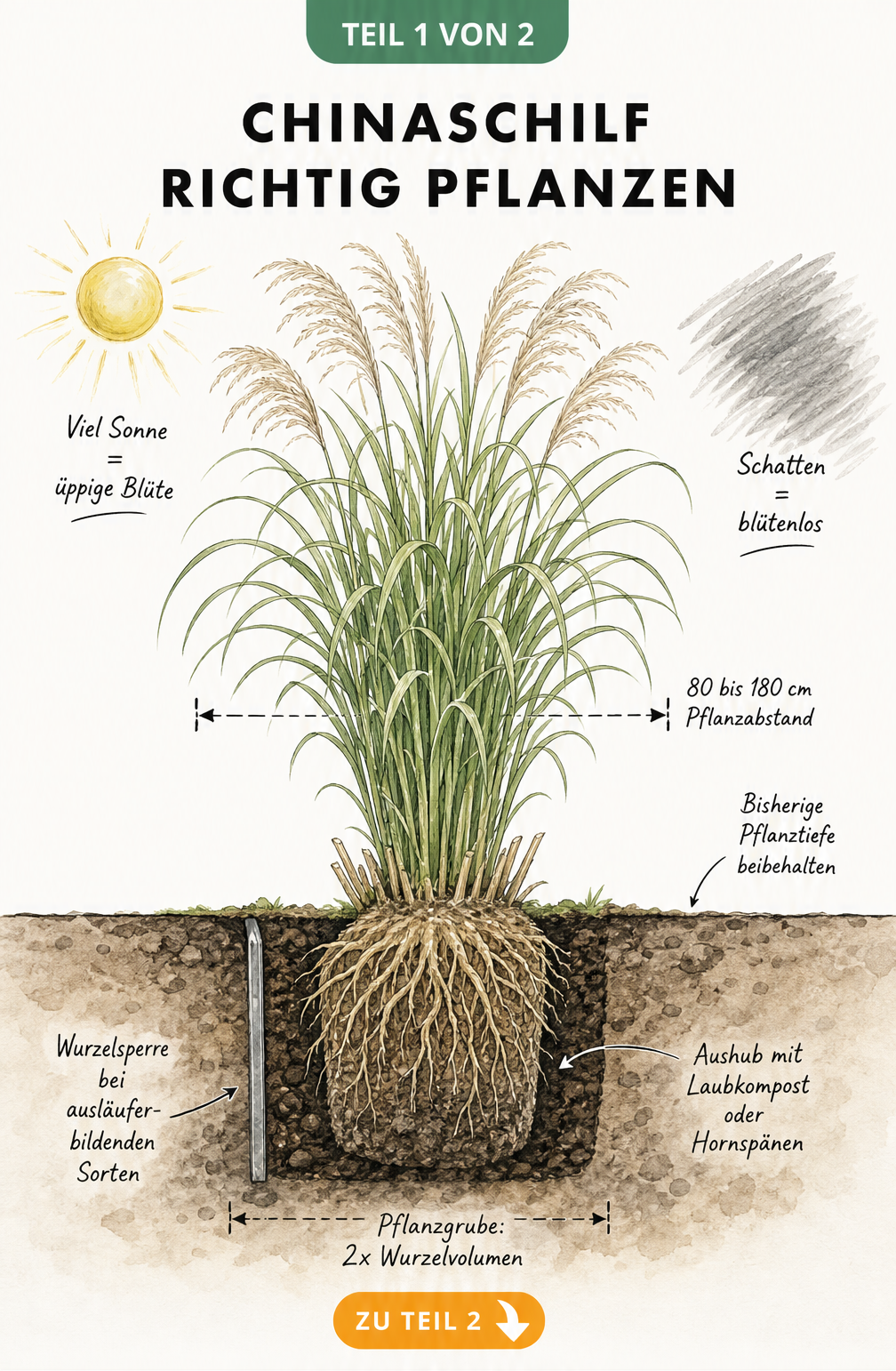 Botanische Querschnitts-Illustration einer Miscanthus-Pflanze mit Wurzelwerk, Pflanzgrube und Hinweisen zu Sonnenlicht und Pflanzabstand.