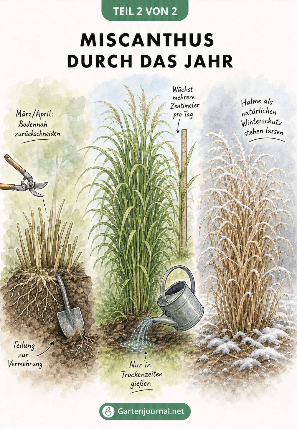 Illustration einer Miscanthus-Pflanze in drei Jahreszeiten: Rückschnitt im Frühling, Wachstum im Sommer und als Winterschutz im Winter.