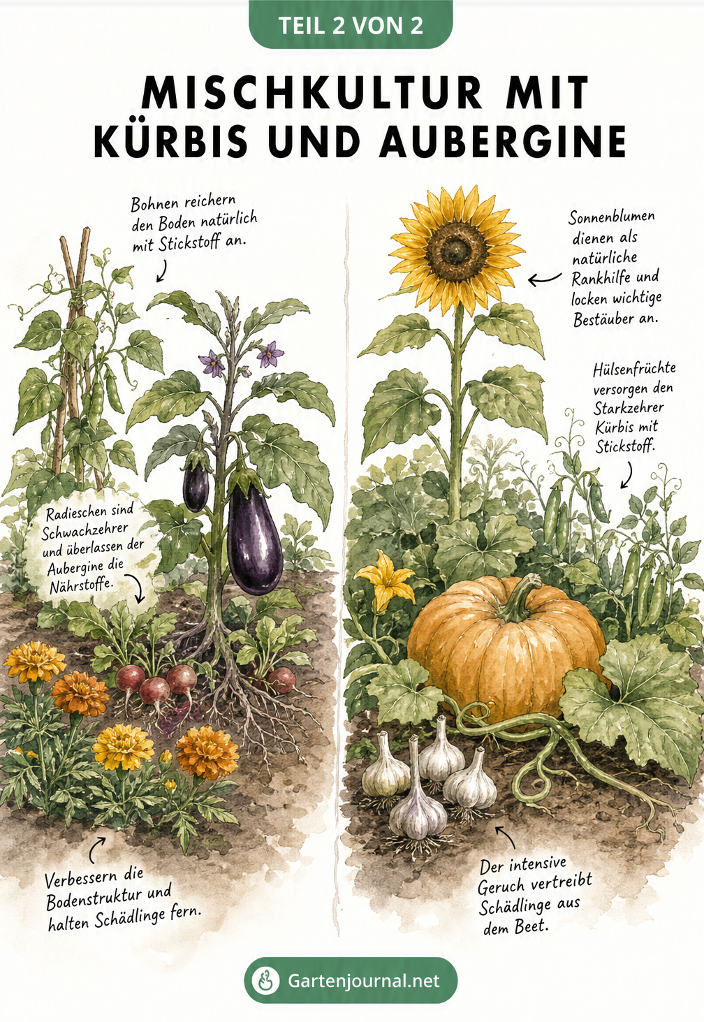 Zwei separate Gartenbeete mit idealen Pflanznachbarn für Aubergine und Kürbis