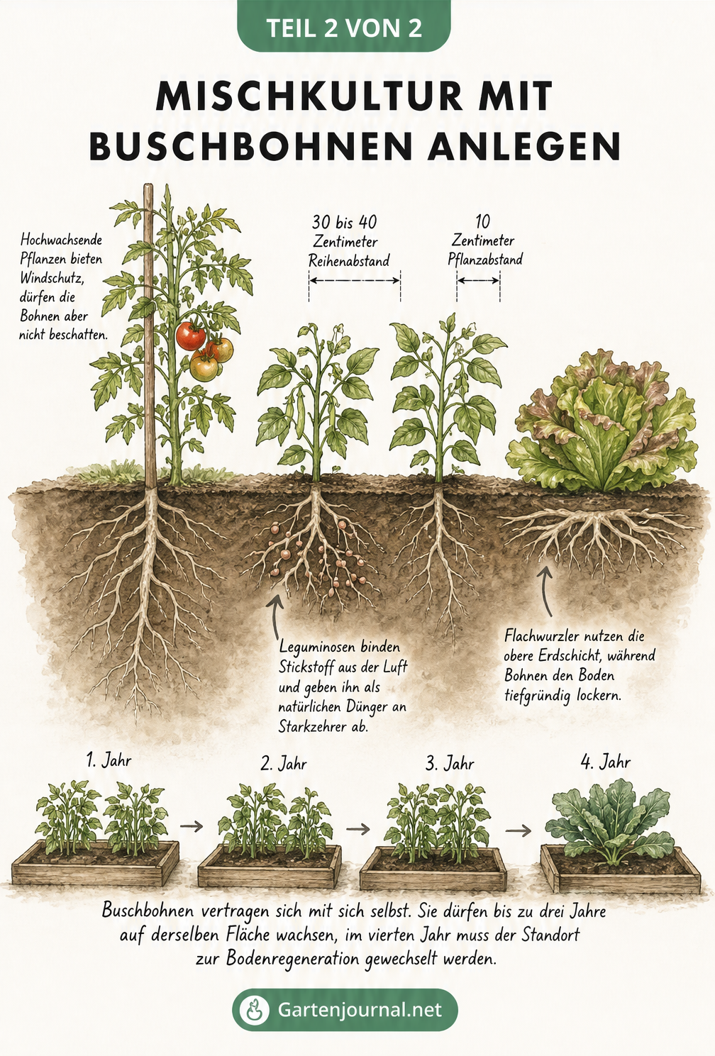 Querschnitt eines Gartenbeets mit Buschbohnen, Tomaten und Salat, der Wurzelwachstum und Pflanzabstände zeigt