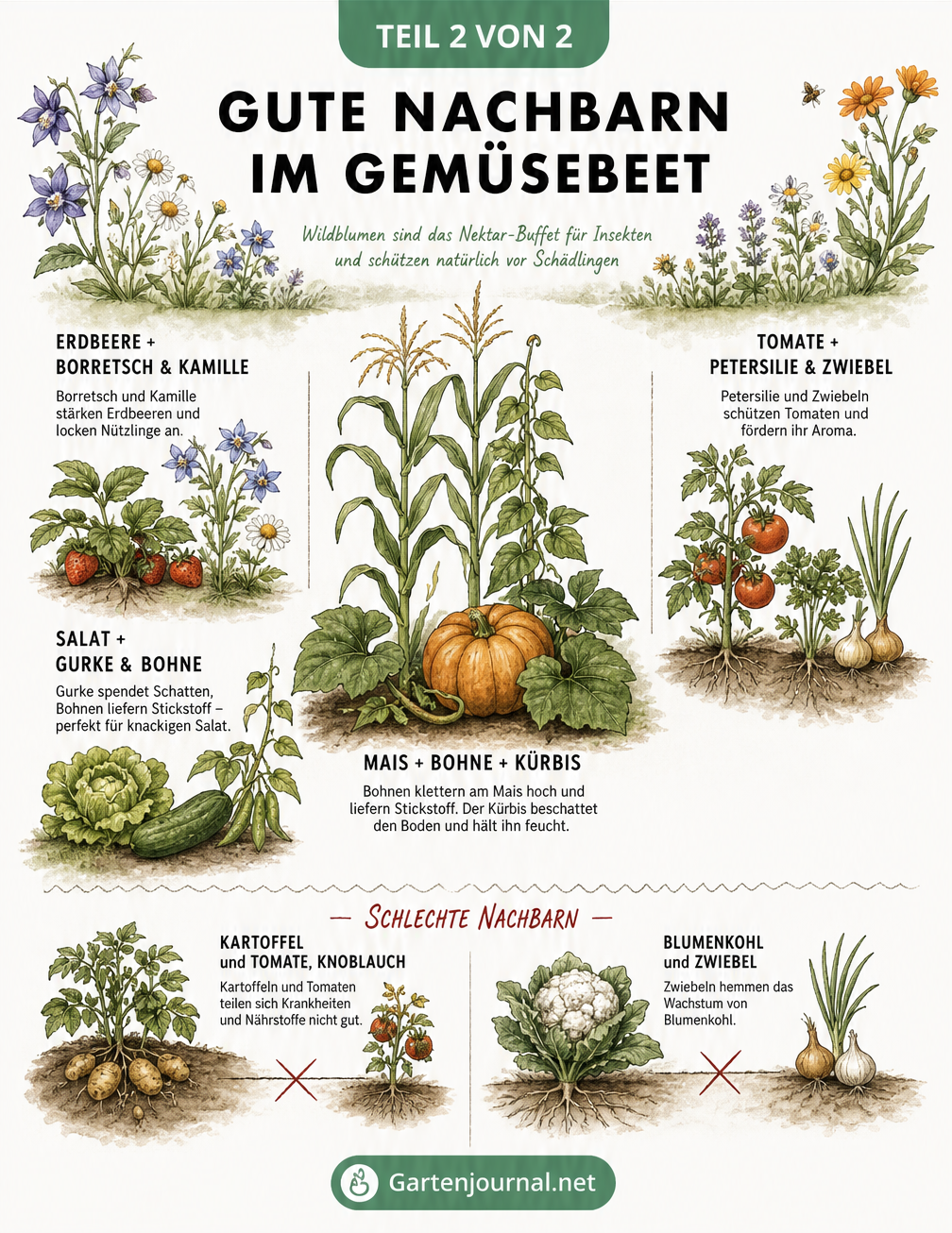 Botanische Illustration von guten und schlechten Nachbarn im Gemüsebeet, wie Mais, Bohnen und Kürbis in Mischkultur
