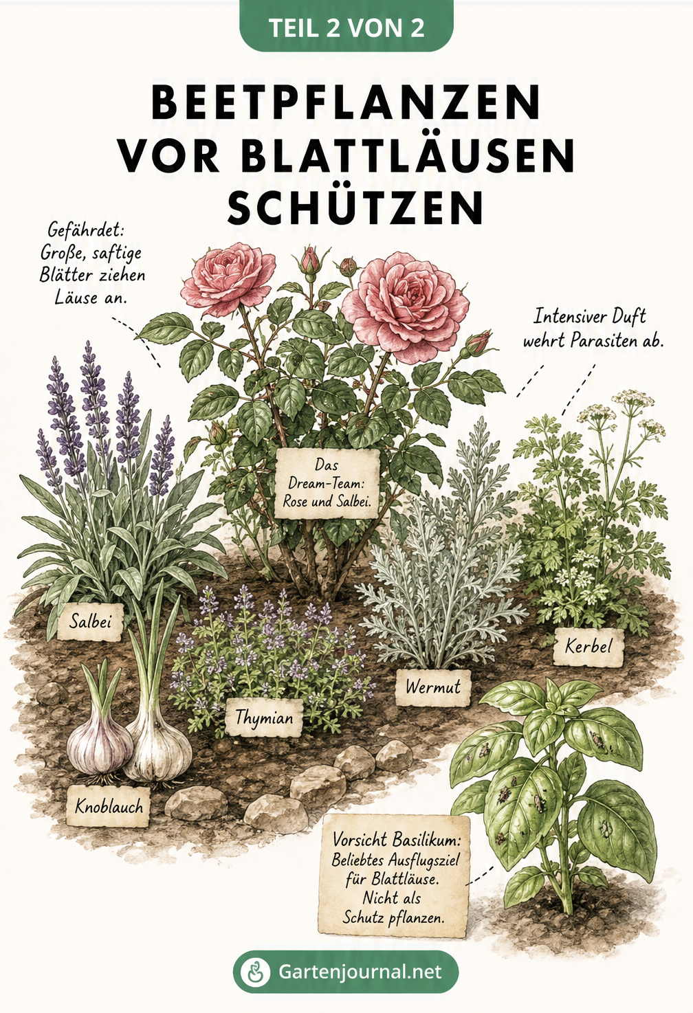 Botanische Illustration einer Rose, die von abwehrenden Kräutern wie Salbei, Knoblauch und Thymian umgeben ist, während ein Basilikum abseits Läuse anzieht
