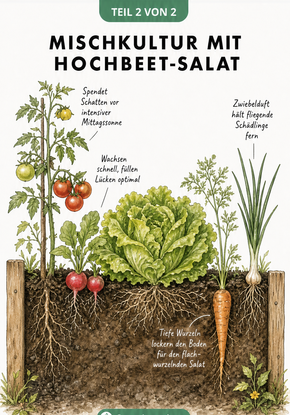 Querschnitt eines Hochbeets mit Salat und Partnerpflanzen wie Tomate, Radieschen, Karotte und Frühlingszwiebel