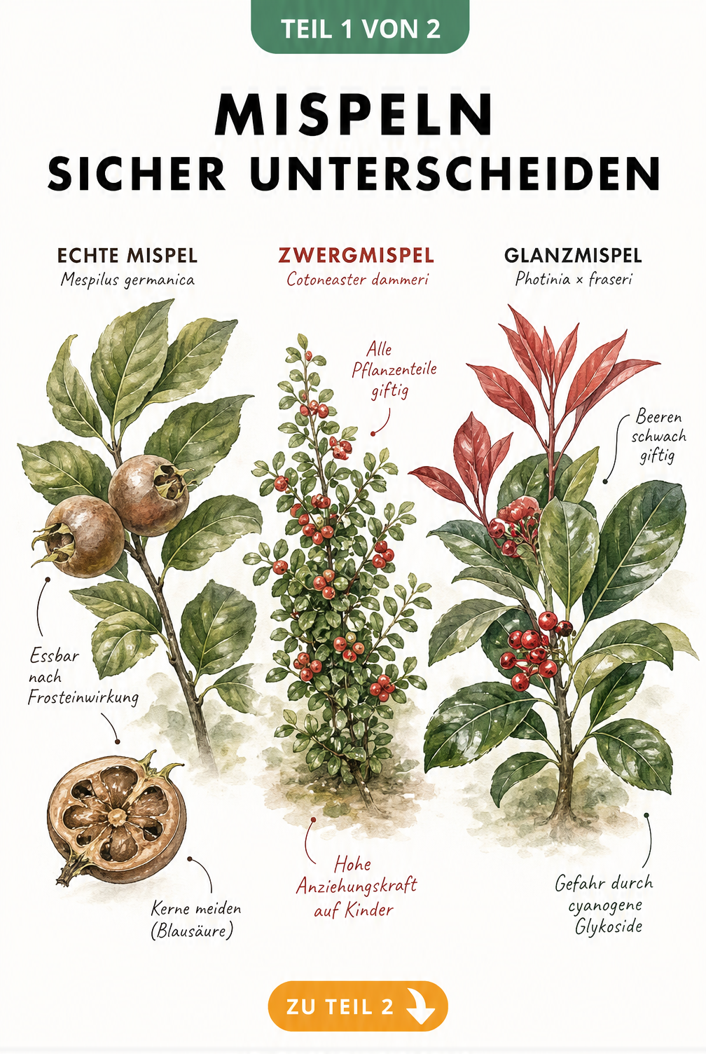 Botanische Illustration der Echten Mispel, Zwergmispel und Glanzmispel mit Hinweisen zur Essbarkeit und Giftigkeit