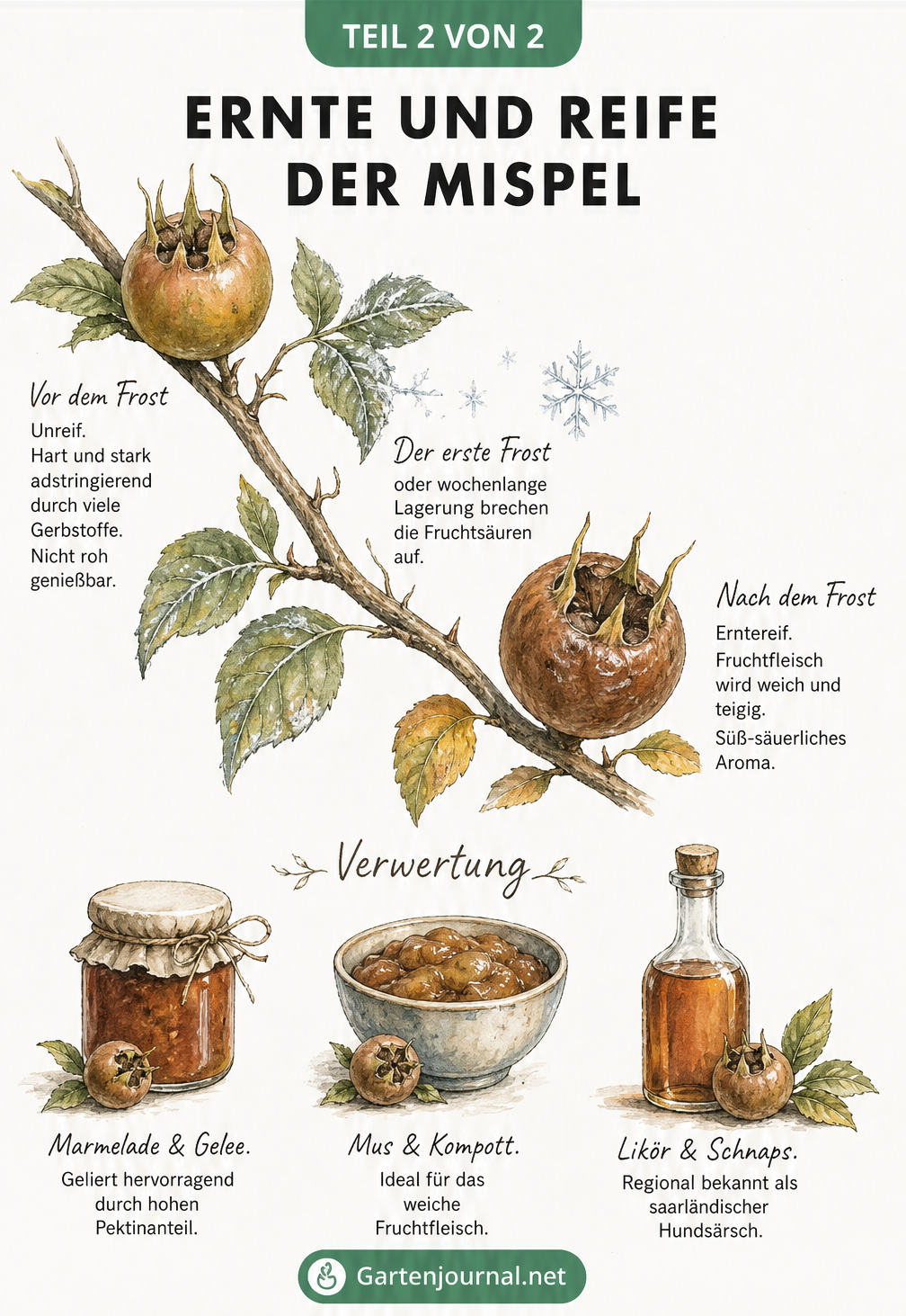 Illustration der Mispelfrucht in drei Reifestadien vor und nach dem Frost sowie Verwertungsmöglichkeiten