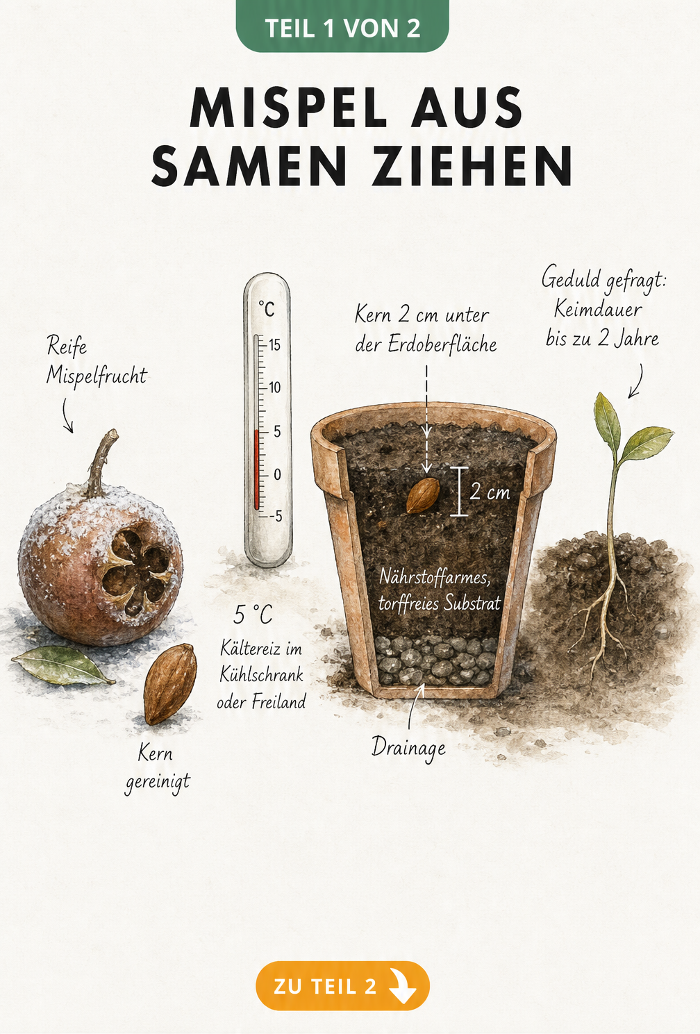 Botanische Illustration der Mispel-Aussaat: Von der Frucht über den Kältereiz bei 5 Grad bis zum Keimling im Anzuchttopf.