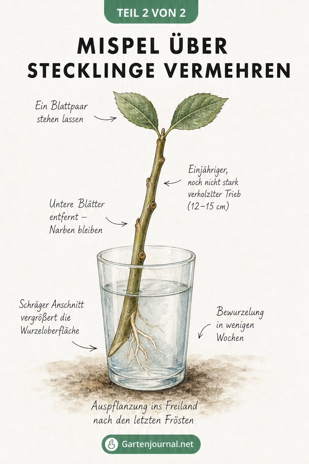 Risszeichnung eines Mispel-Stecklings im Wasserglas mit schrägem Anschnitt und ersten Wurzeln.