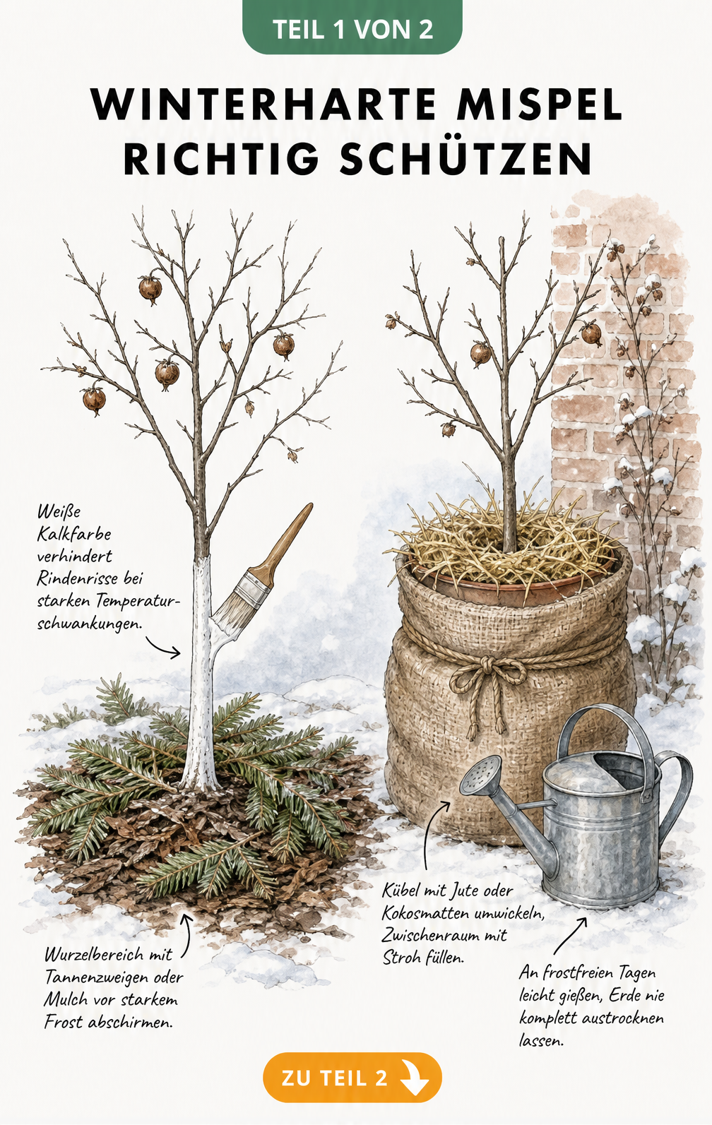 Illustration einer jungen Mispel im Freiland und im Kübel mit Winterschutz-Maßnahmen wie Kalkfarbe, Tannenzweigen und Jute