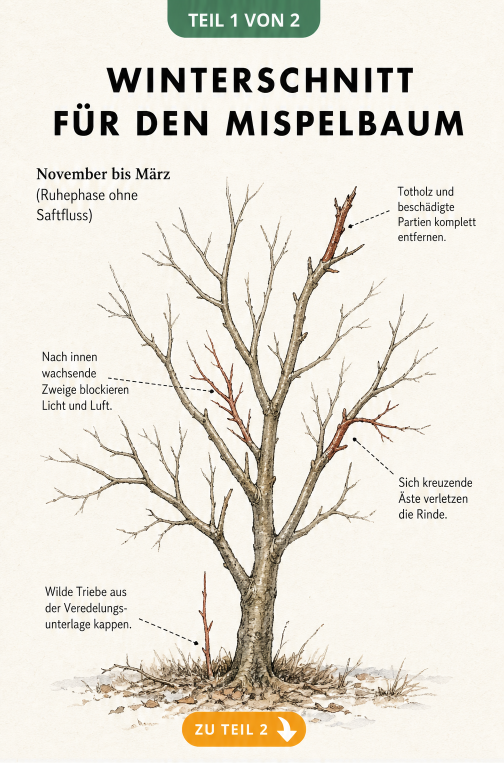 Botanische Illustration eines Mispelbaums im Winter mit Markierungen für den Rückschnitt