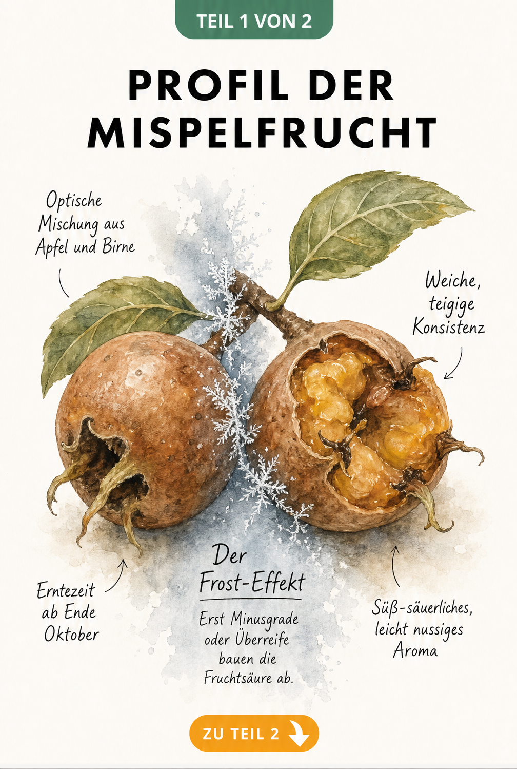 Botanische Illustration einer Mispelfrucht, die den Unterschied zwischen der harten Herbstfrucht und der weichen Frucht nach dem Frost zeigt.