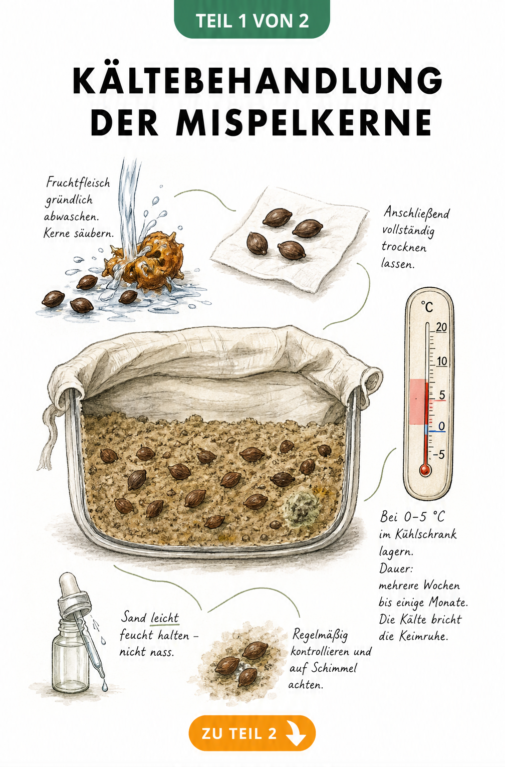 Botanische Illustration zur Kältebehandlung von Mispelkernen im Kühlschrank mit Thermometer und feuchtem Sand