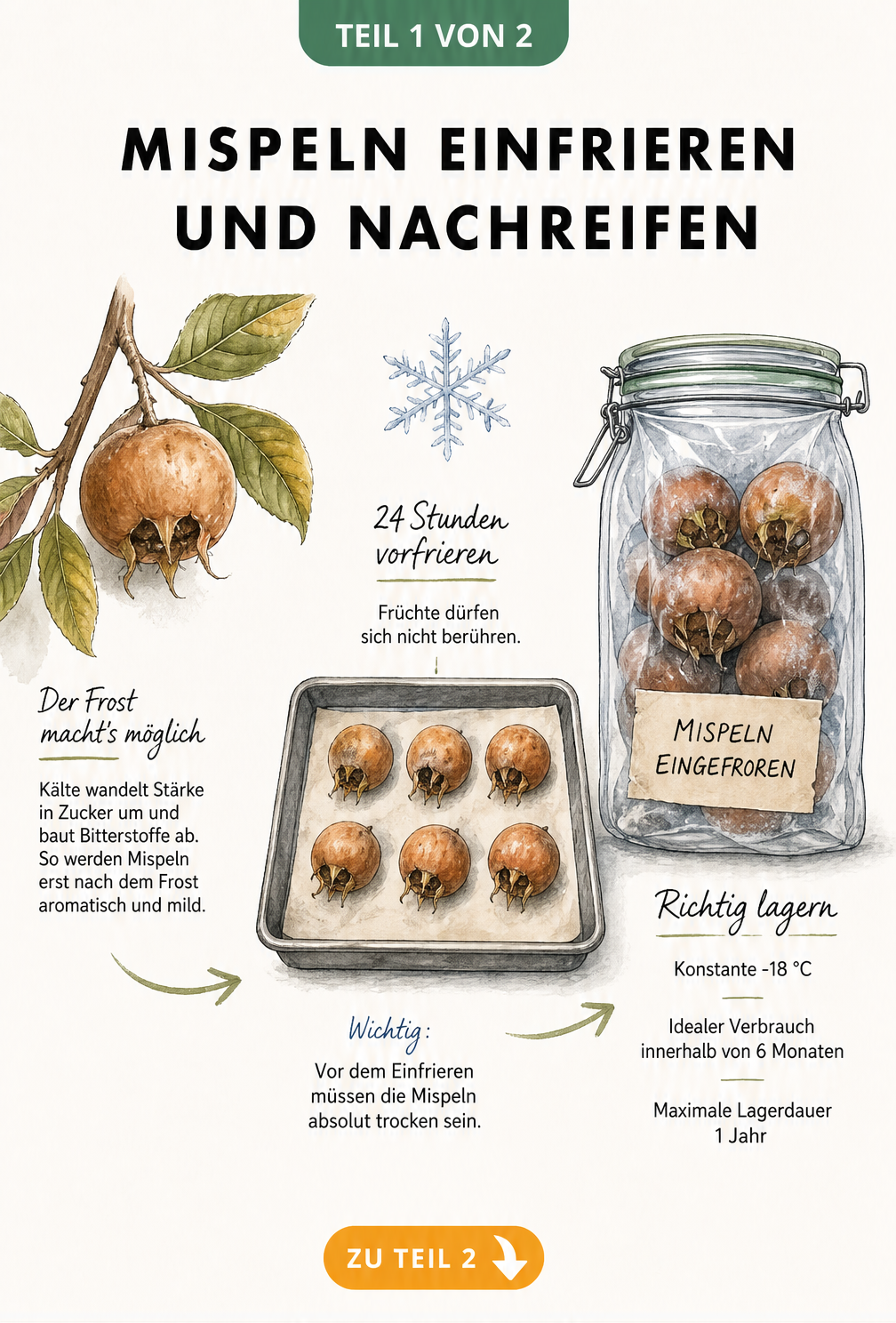 Botanische Illustration einer Mispel, die den Prozess des Einfrierens und Nachreifens zeigt, inklusive Vorfrieren auf einem Backblech und Lagerung im...