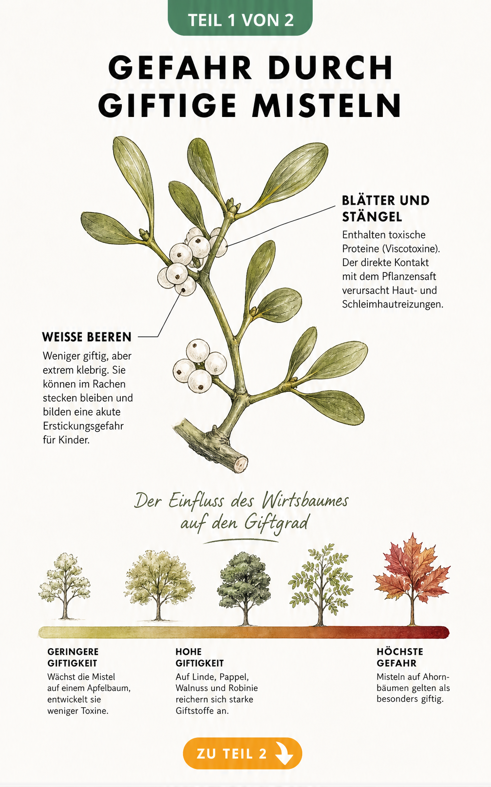 Botanische Illustration eines Mistelzweigs mit Erklärungen zur Giftigkeit von Blättern, Stängeln und Beeren sowie dem Einfluss des Wirtsbaumes