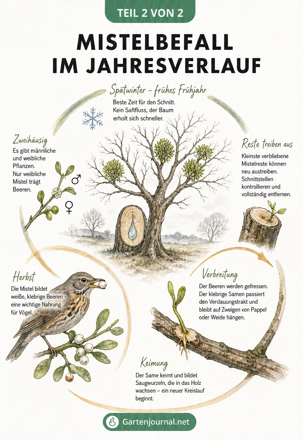 Kreisförmige Grafik zum Lebenszyklus der Mistel und dem optimalen Schnittzeitpunkt im Spätwinter