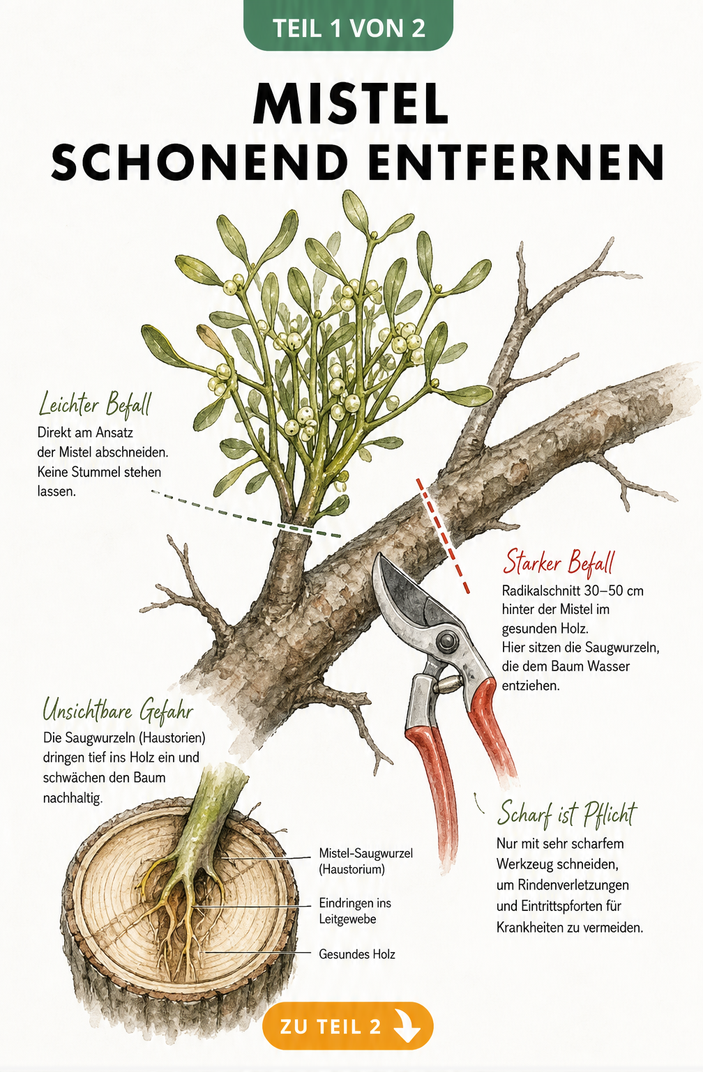 Botanische Illustration eines Apfelbaumastes mit Mistel und Schnittmarkierungen zur schonenden Entfernung