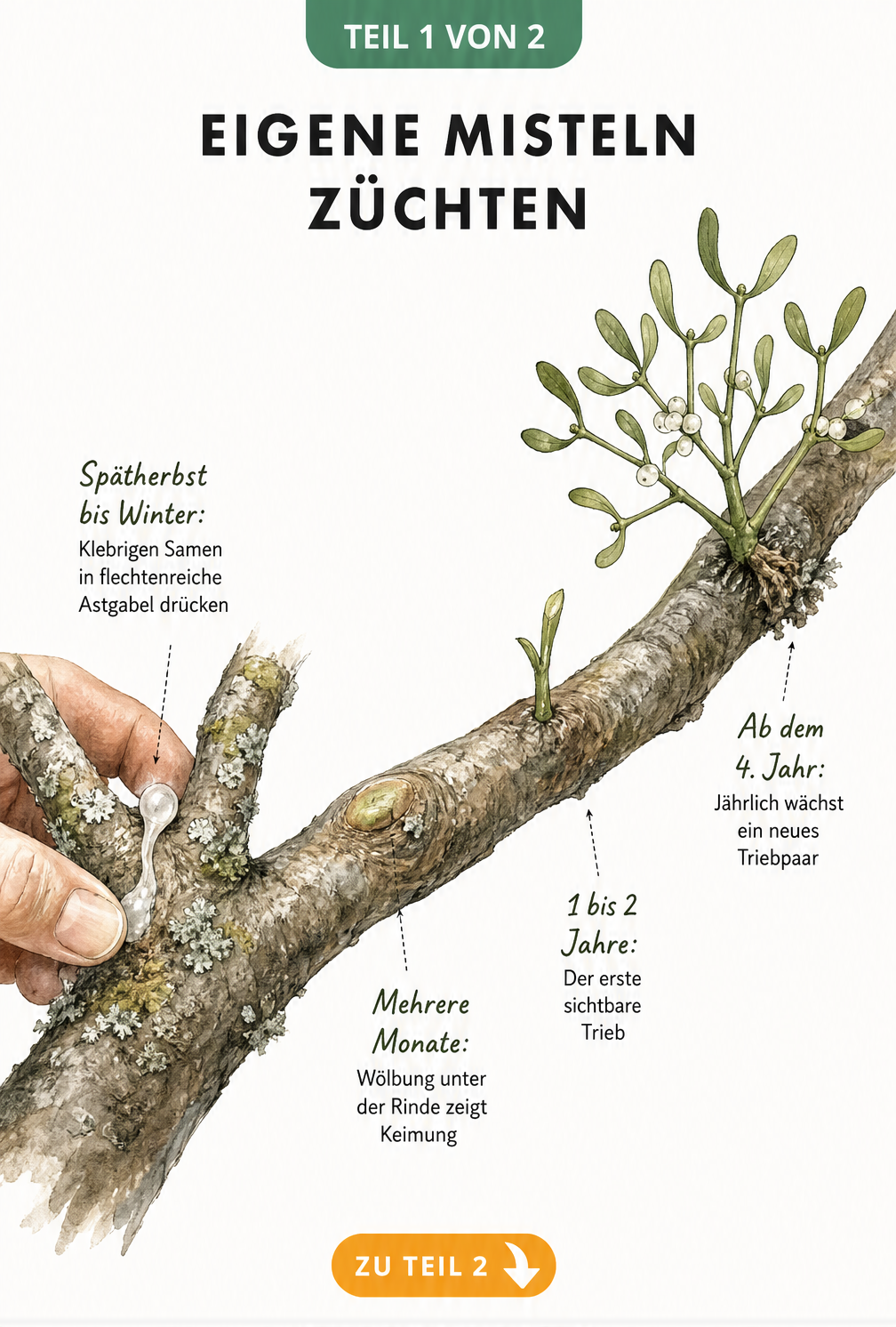 Botanische Illustration eines Apfelbaumastes, die das langsame Wachstum einer Mistel vom Samen bis zum Busch zeigt.