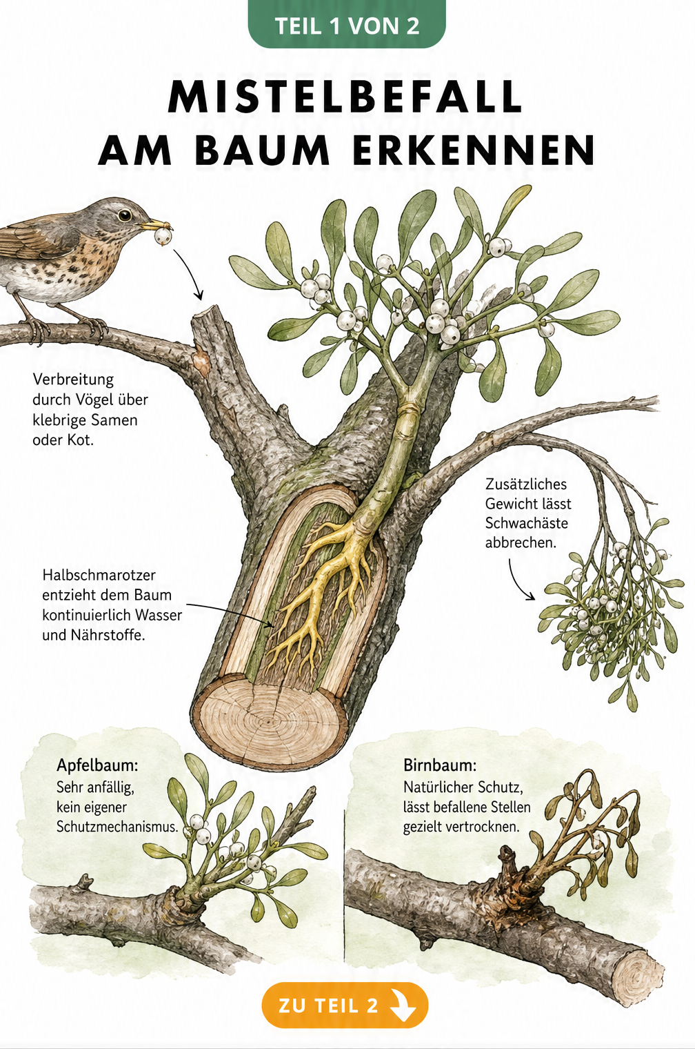 Schnittzeichnung eines Astes mit Mistel, die Saugwurzeln im Wirtsbaum zeigt, sowie Verbreitung durch Vögel und Vergleich von Apfel- und Birnbaum.