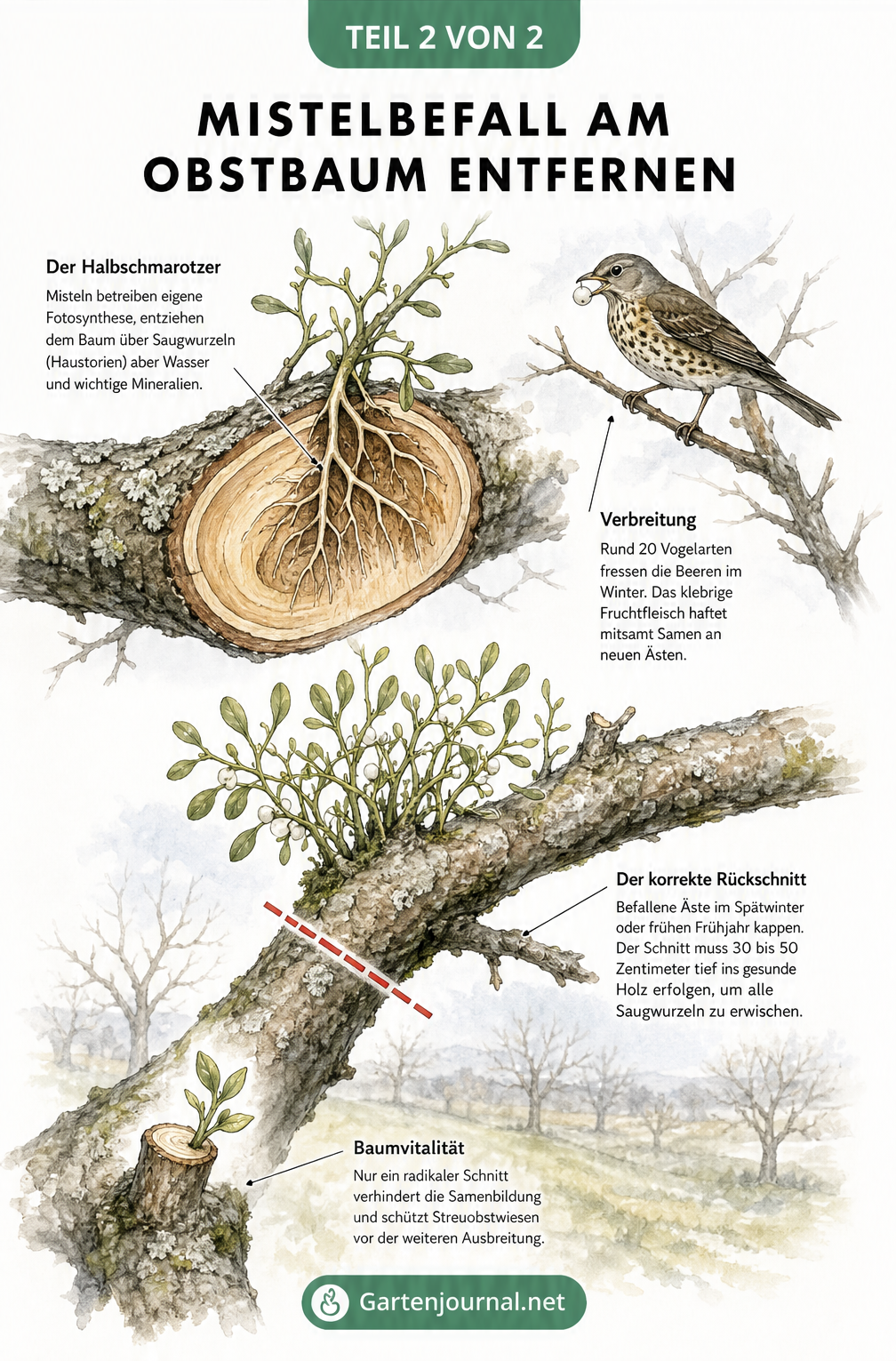 Aquarell-Schnittdarstellung eines Astes mit Mistelbefall, Saugwurzeln im Holz und Markierung für den korrekten Rückschnitt