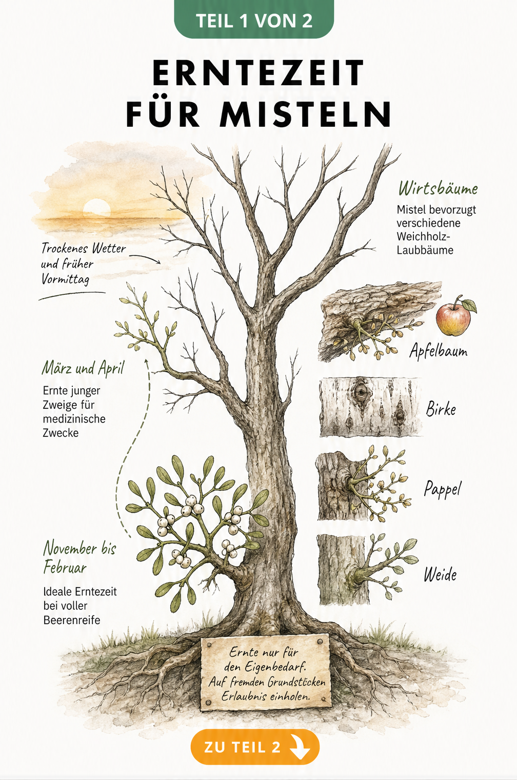 Illustration eines kahlen Laubbaums im Winter, die zeigt, dass die beste Erntezeit für Misteln zwischen November und Februar am frühen Vormittag bei trockenem...