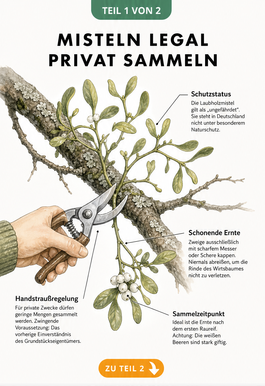 Botanische Illustration eines Apfelbaumastes mit Laubholzmistel und Gartenschere, die die Regeln zum privaten Sammeln von Misteln erklärt