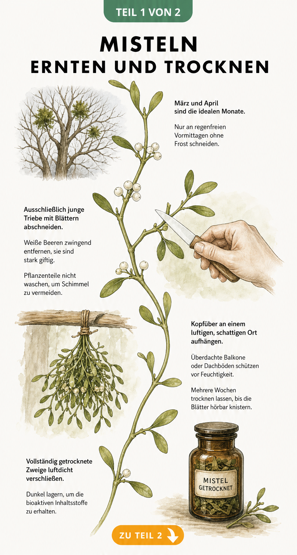 Botanische Illustration der Mistelernte und Trocknung mit vier Arbeitsschritten