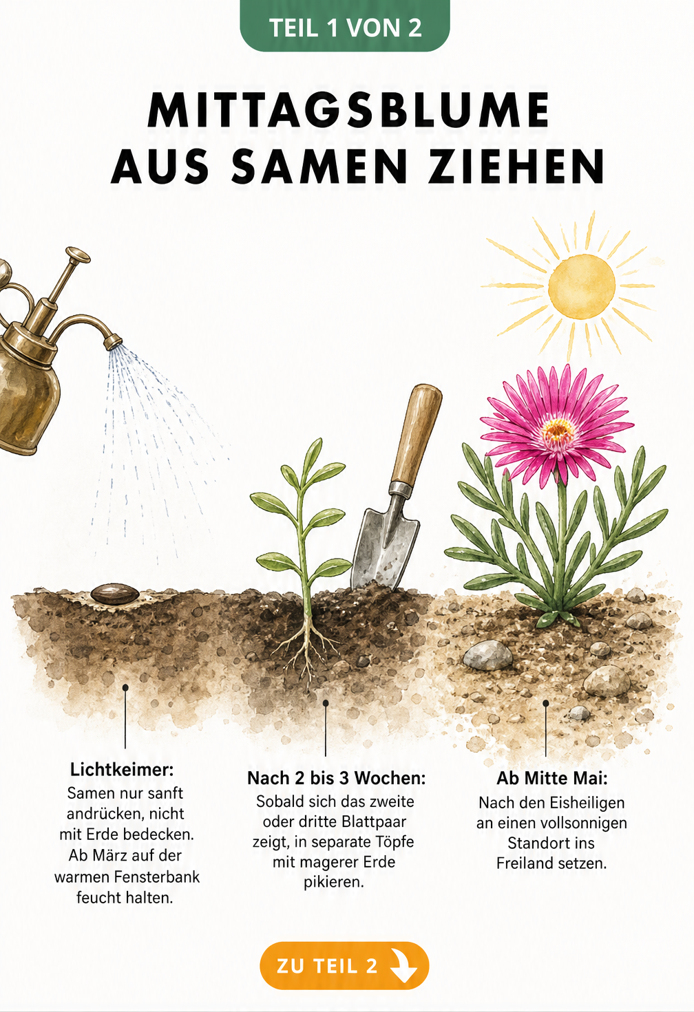 Illustration der Aussaat von Mittagsblumen: Samen auf Erde, Keimling mit drei Blattpaaren und blühende Jungpflanze im Freiland.