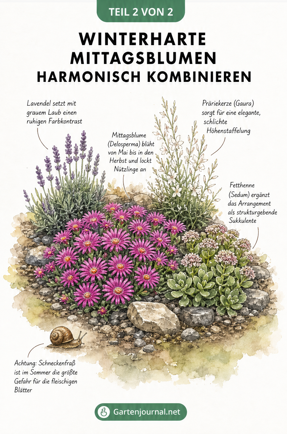 Aquarellierte Garten-Vignette mit einer Mittagsblume im Zentrum, umgeben von Lavendel, Präriekerze und Fetthenne.