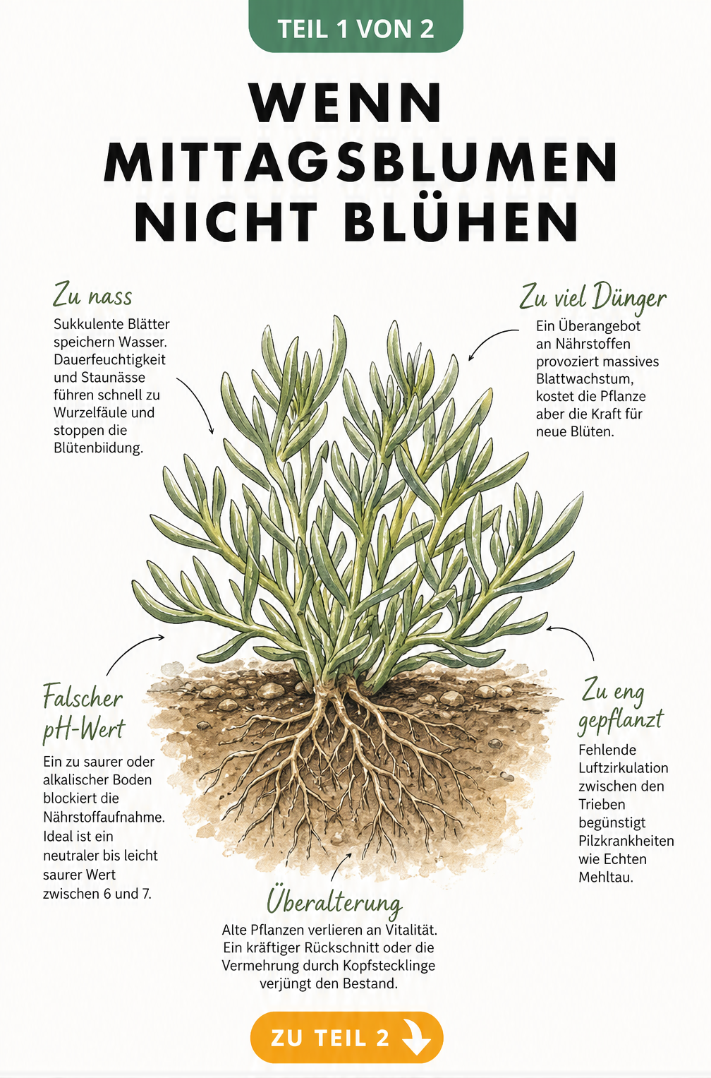 Botanische Illustration einer Mittagsblume ohne Blüten mit Ursachen wie zu nass, falscher pH-Wert, zu viel Dünger, zu eng gepflanzt und Überalterung