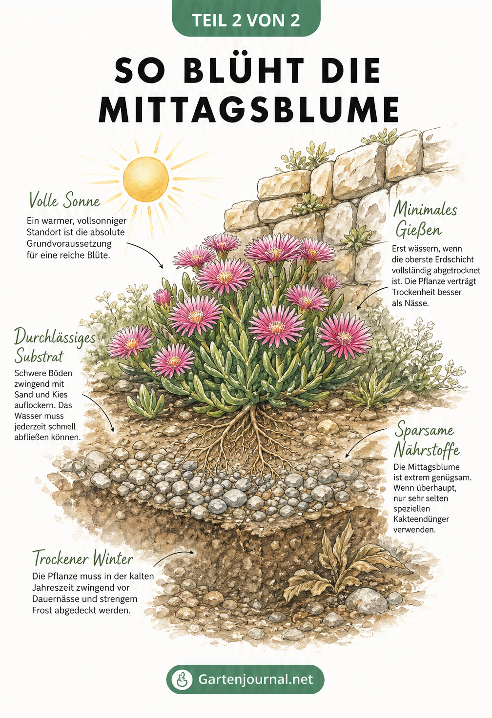 Querschnitt-Zeichnung einer blühenden Mittagsblume vor einer Steinmauer mit Tipps zu Sonne, Substrat, Gießen, Düngen und Überwinterung