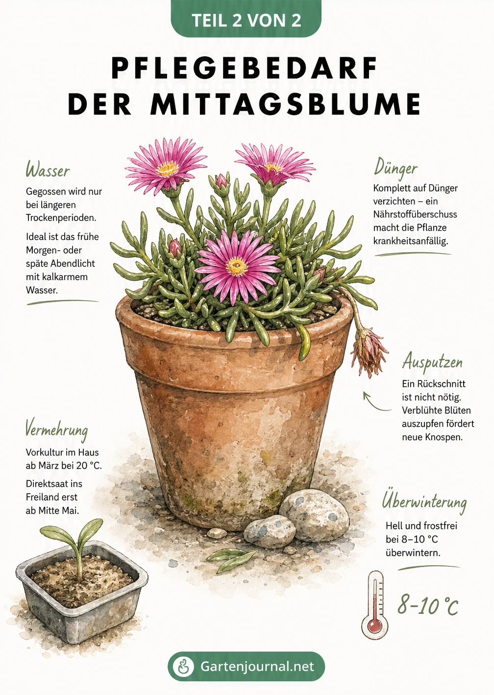 Zeichnung einer blühenden Mittagsblume im Terrakotta-Topf mit Pflegehinweisen zu Gießen, Düngen und Überwintern.