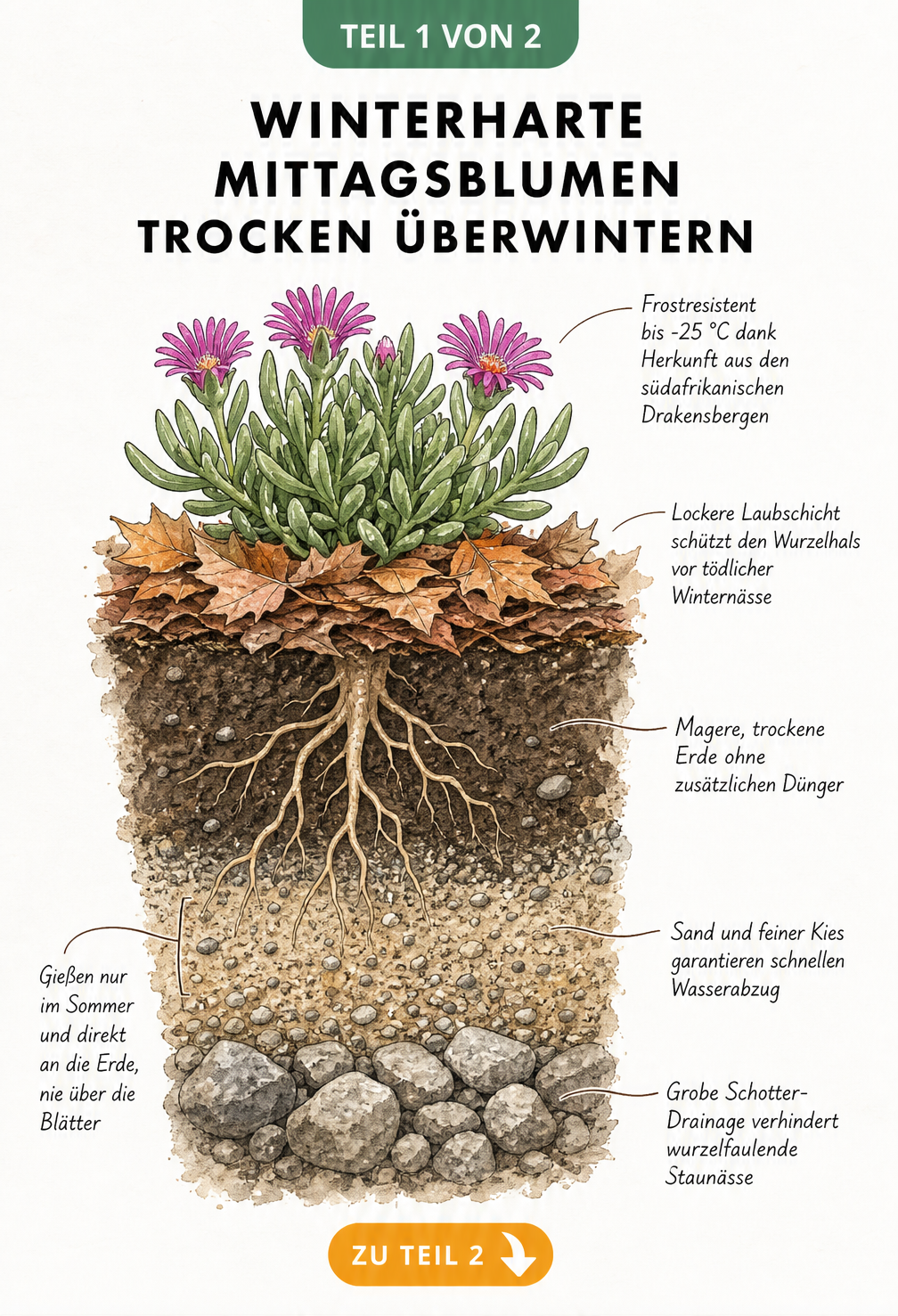 Schnittbild eines Steingarten-Bodens mit einer winterharten Mittagsblume, Laubschicht und drei Erdschichten für optimale Drainage.