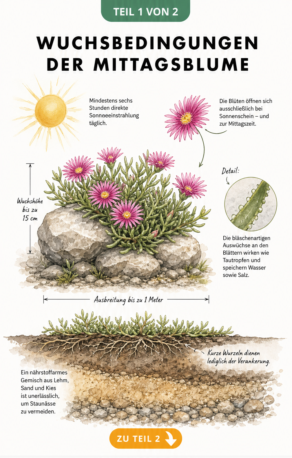 Querschnitt eines Steingartens mit einer Mittagsblume, die flach über Steine wächst, mit Hinweisen zu Sonne, Boden und Wurzeln.
