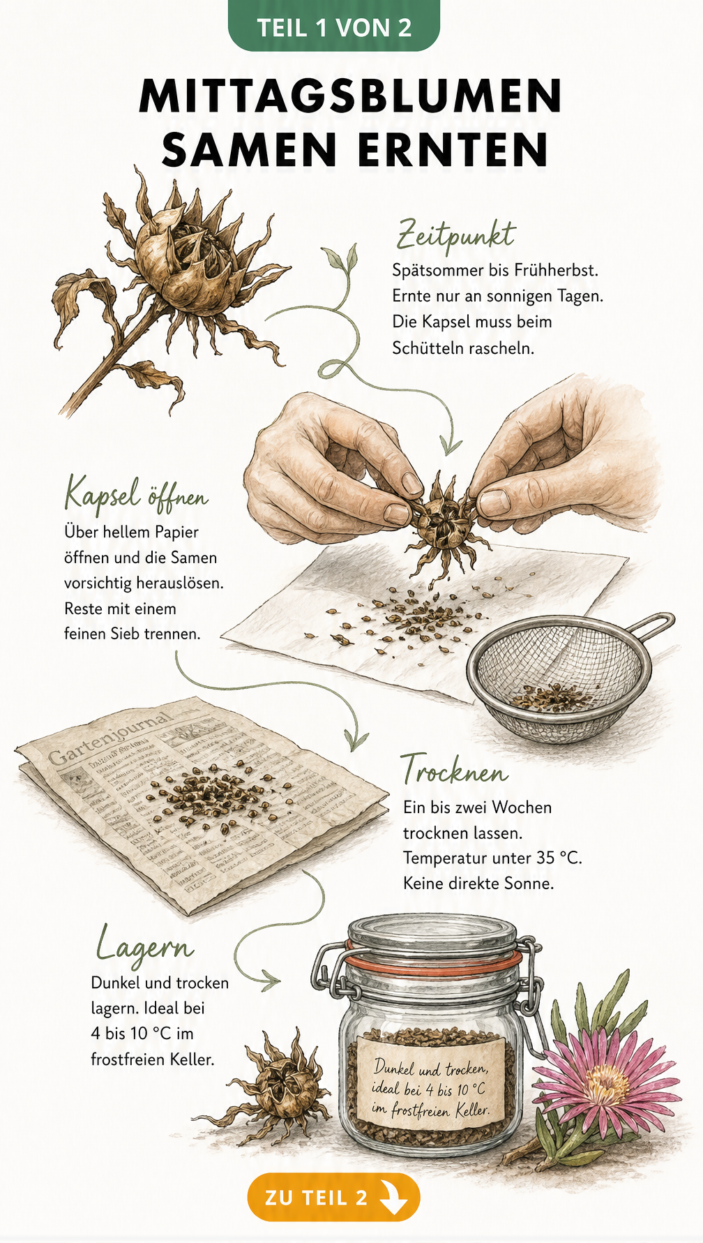 Aquarell-Illustration einer braunen Samenkapsel der Mittagsblume, die über einem weißen Blatt Papier geöffnet wird, mit getrockneten Samen auf Zeitungspapier...
