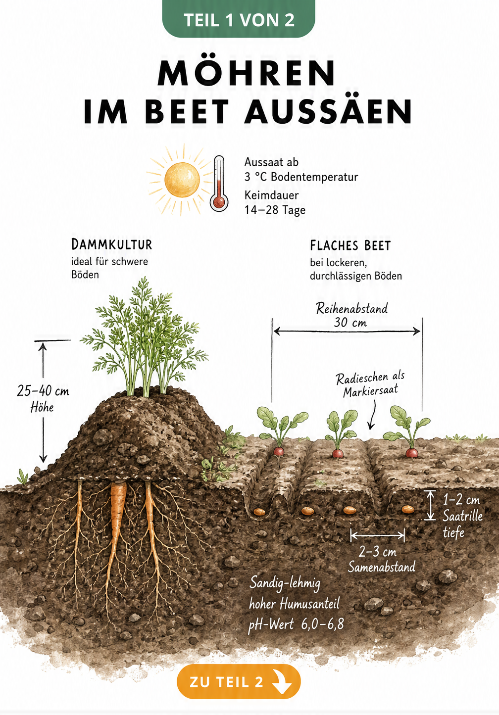 Querschnitt eines Gartenbeets mit Möhrensamen in der Erde, Reihenabstand und Dammkultur für schwere Böden