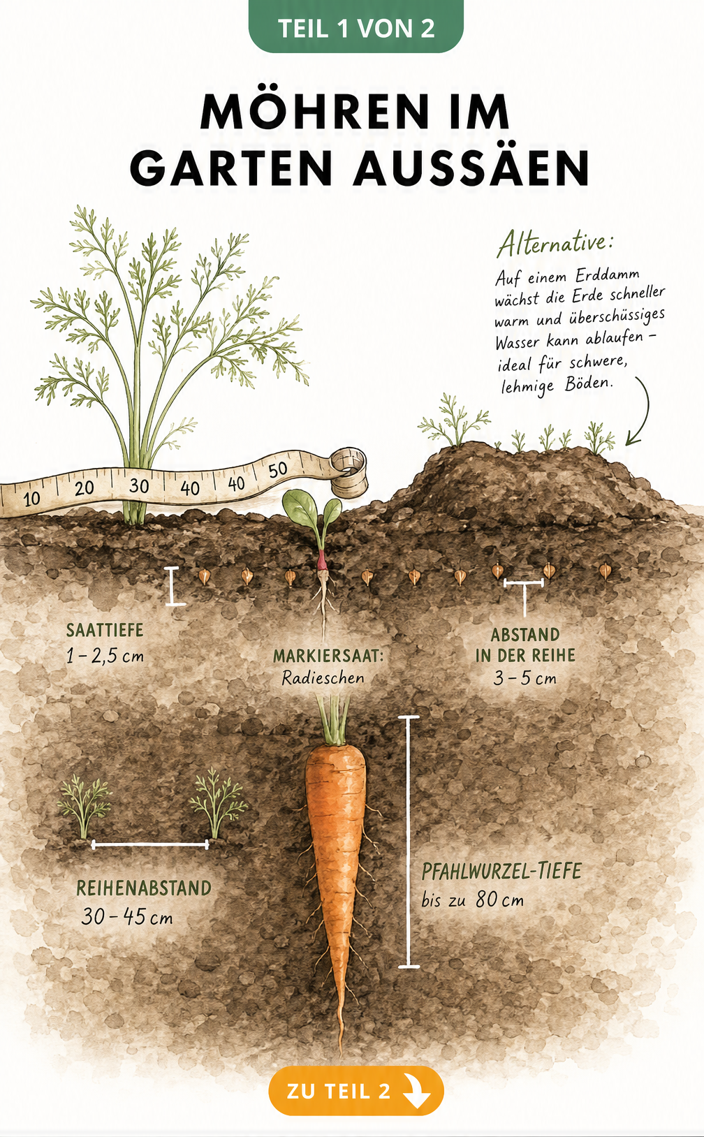 Querschnitt durch ein Gartenbeet mit Möhrensamen, Maßband für Abstände und einer ausgewachsenen Möhre mit Pfahlwurzel