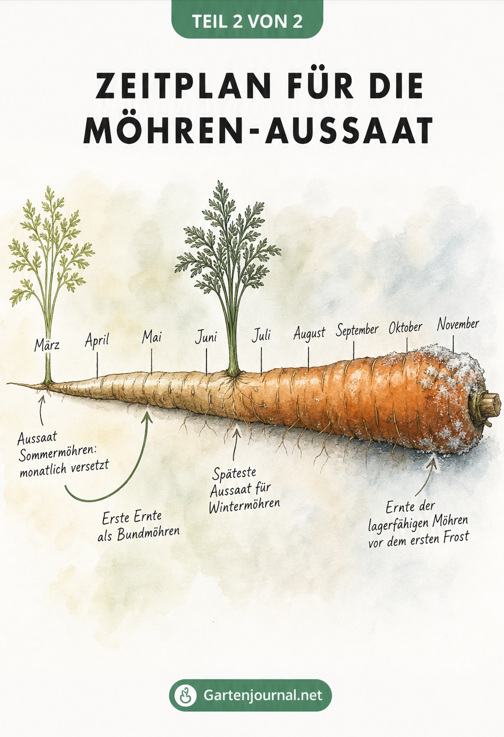 Zeitachse in Form einer Möhre, die den Aussaat- und Erntezeitraum von März bis November darstellt