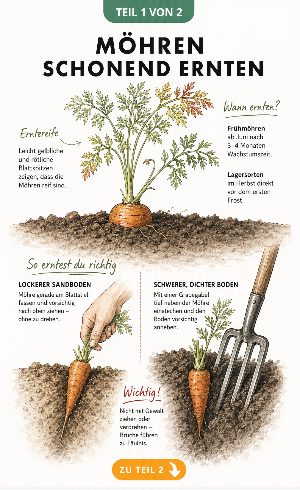 Querschnitt eines Gartenbeets mit Möhren, die Reifezeichen wie gelbliche Blattspitzen und Erntetechniken in Sand- und schwerem Boden zeigen.