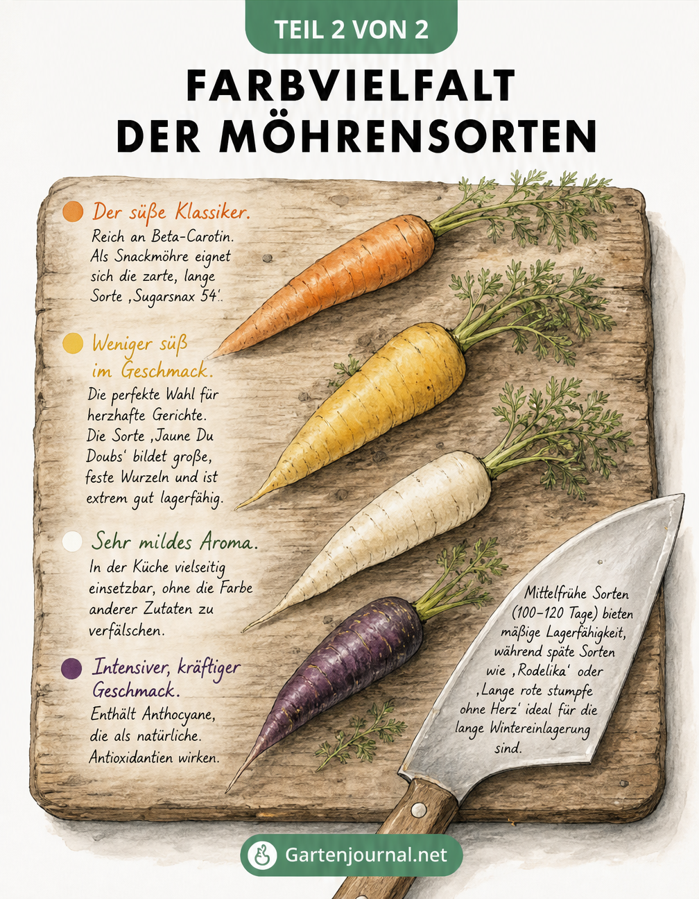 Vier verschiedenfarbige Möhren auf einem Holzbrett: orange, gelb, weiß und violett, mit Hinweisen zu Geschmack und Verwendung.
